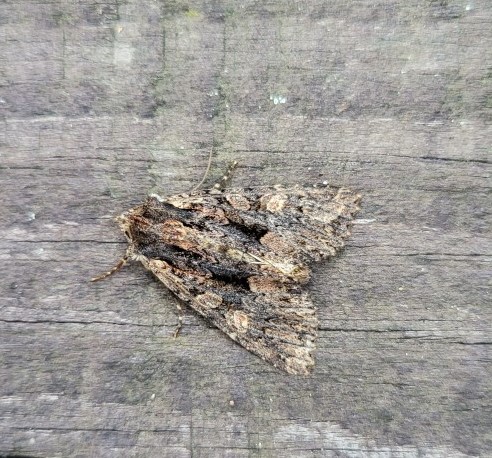 Photo of Beautiful Arches (Mniotype satura)